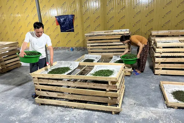 Cao Bằng: Cây dâu tằm - sinh kế thoát nghèo ở xã Hưng Đạo