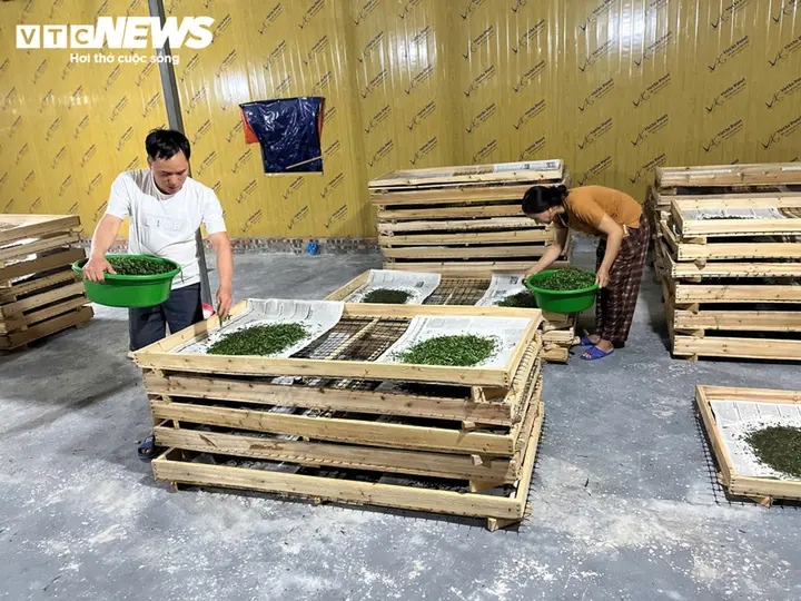 Cao Bằng: Cây dâu tằm - sinh kế thoát nghèo ở xã Hưng Đạo