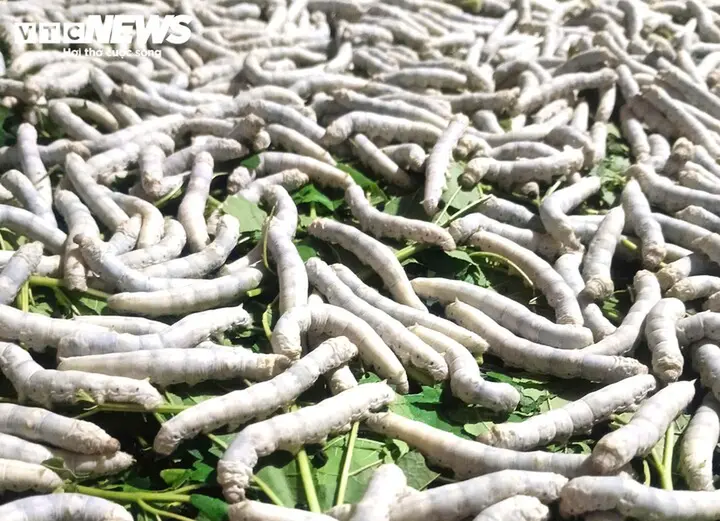 Cao Bằng: Cây dâu tằm - sinh kế thoát nghèo ở xã Hưng Đạo