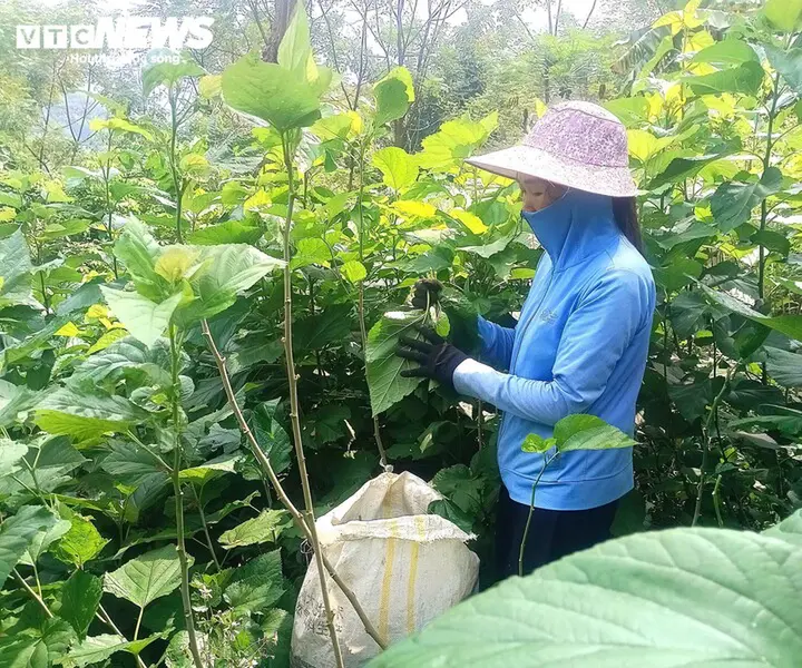 Cao Bằng: Cây dâu tằm - sinh kế thoát nghèo ở xã Hưng Đạo
