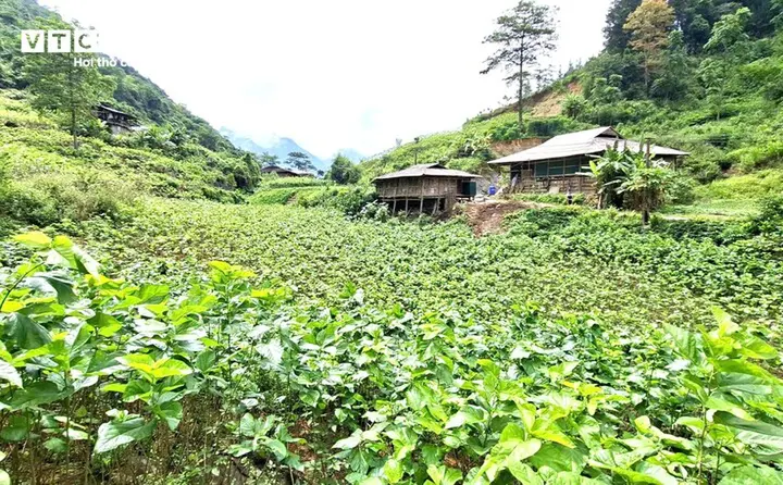 Cao Bằng: Cây dâu tằm - sinh kế thoát nghèo ở xã Hưng Đạo