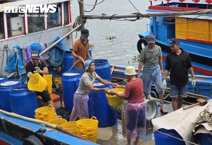Trúng đậm cá cơm trái vụ, ngư dân Quảng Ngãi 'bỏ túi' bạc triệu mỗi ngày