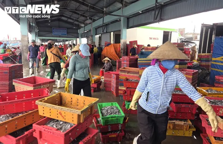 Trúng đậm cá cơm trái vụ, ngư dân Quảng Ngãi 'bỏ túi' bạc triệu mỗi ngày