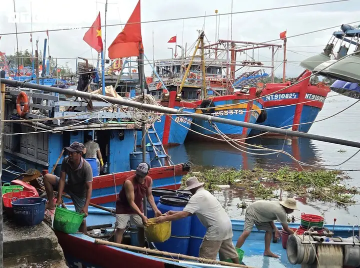 Trúng đậm cá cơm trái vụ, ngư dân Quảng Ngãi 'bỏ túi' bạc triệu mỗi ngày