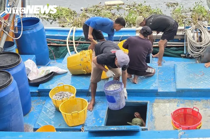 Trúng đậm cá cơm trái vụ, ngư dân Quảng Ngãi 'bỏ túi' bạc triệu mỗi ngày