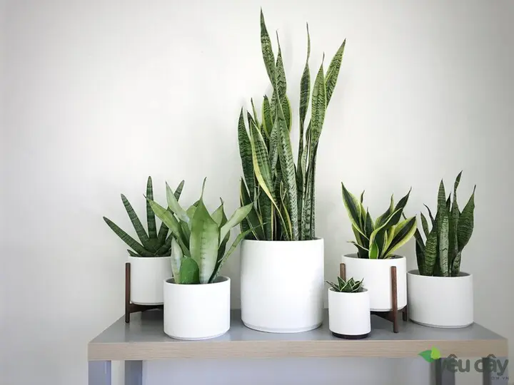 5 loại cây văn phòng giúp mắt đỡ mỏi khi nhìn màn hình máy tính