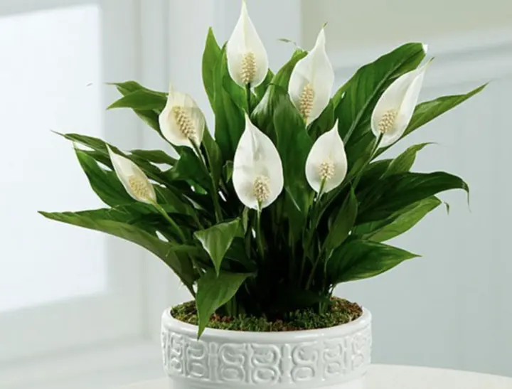 5 loại cây văn phòng giúp mắt đỡ mỏi khi nhìn màn hình máy tính