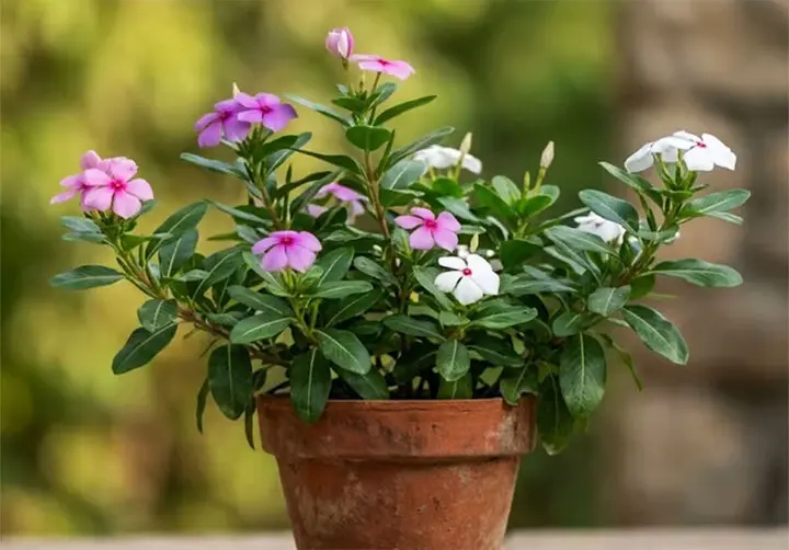 Ban công hướng Tây nắng như đổ lửa, trồng cây gì để vừa sống khỏe vừa đẹp?