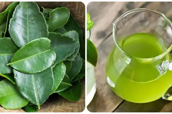 Uống nước lá chanh có tác dụng gì?