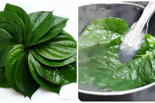 Lá trầu có tác dụng gì?