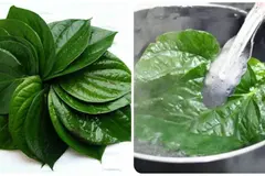 Lá trầu có tác dụng gì?