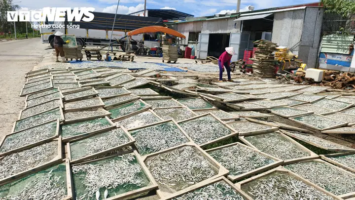 Trúng đậm cá cơm trái vụ, ngư dân Quảng Ngãi 'bỏ túi' bạc triệu mỗi ngày