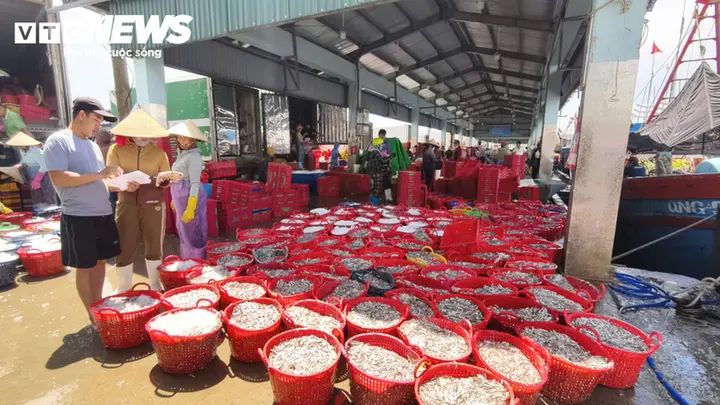 Trúng đậm cá cơm trái vụ, ngư dân Quảng Ngãi 'bỏ túi' bạc triệu mỗi ngày
