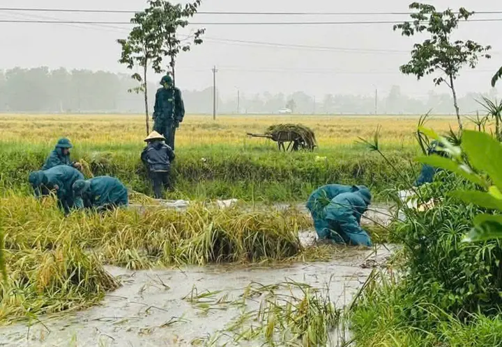 Sau 3 tháng chăm 2 sào lúa, nông dân Đắk Lắk lãi 35.000 đồng