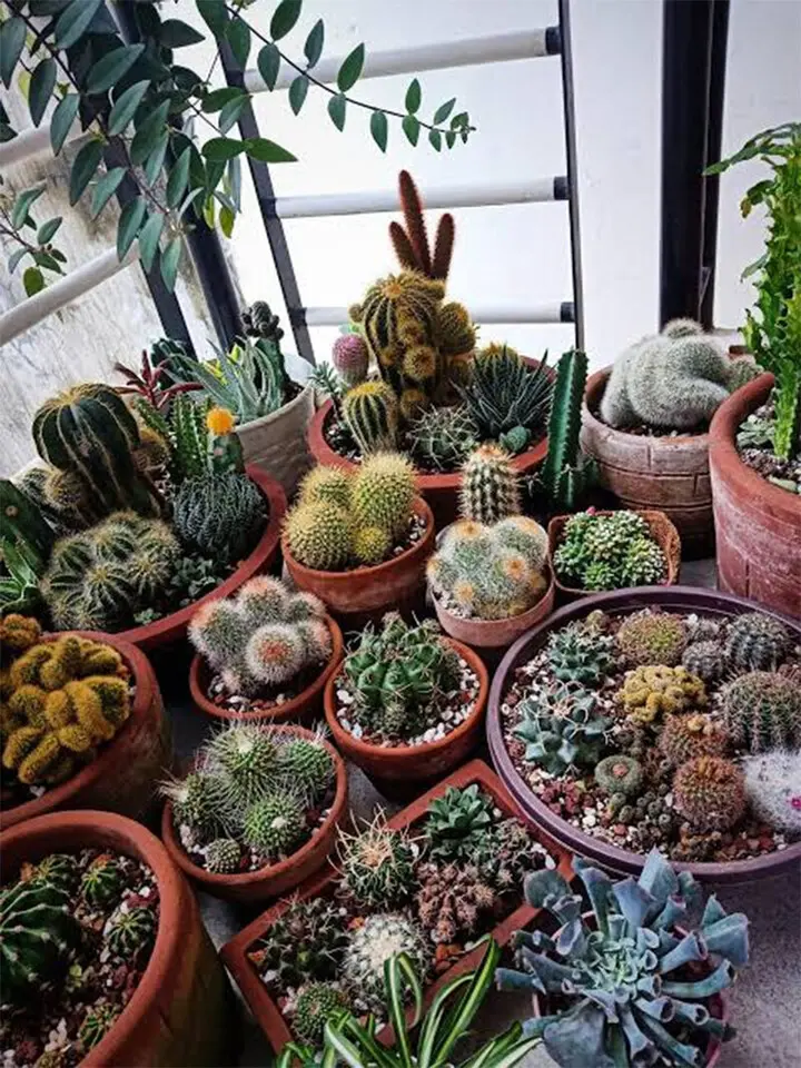 Ban công hướng Tây nắng như đổ lửa, trồng cây gì để vừa sống khỏe vừa đẹp?