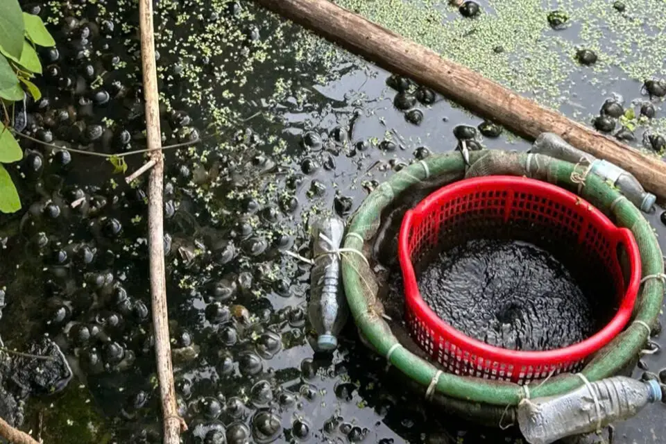 Ốc sắp thu hoạch 'chết trắng', chủ nuôi bàng hoàng phát hiện túi chất lỏng bốc mùi hắc