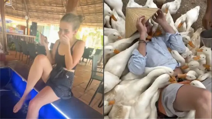 Khách Tây đi massage vịt, cá ở Việt Nam khen 'kỹ thuật viên rất tốt, rất hài'