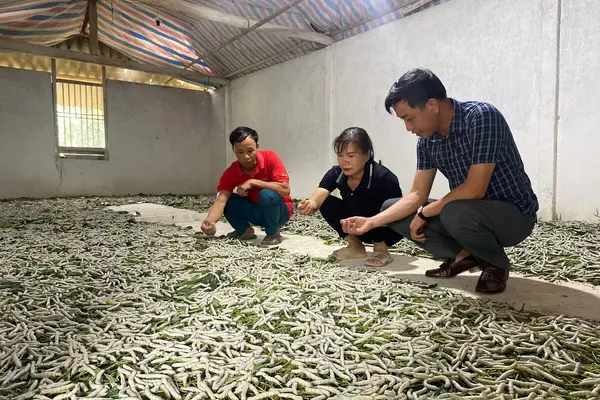 Về Trấn Yên xem kén vàng xe tơ: Trải nghiệm mới ở vựa dâu tằm lớn nhất miền Bắc