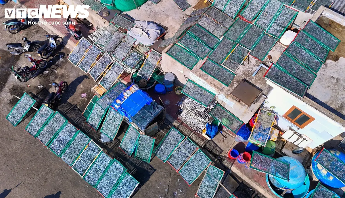 Trúng đậm luồng cá cơm dày đặc áp bờ, làng chài Gia Lai sôi động ngày đêm