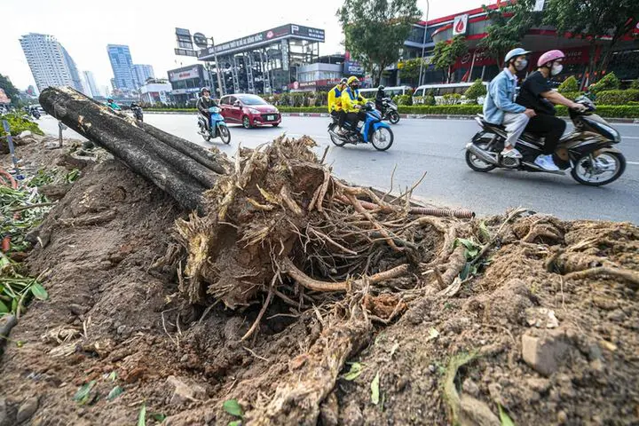 Hà Nội yêu cầu hạn chế chặt hạ cây xanh khi mở đường, xén dải phân cách