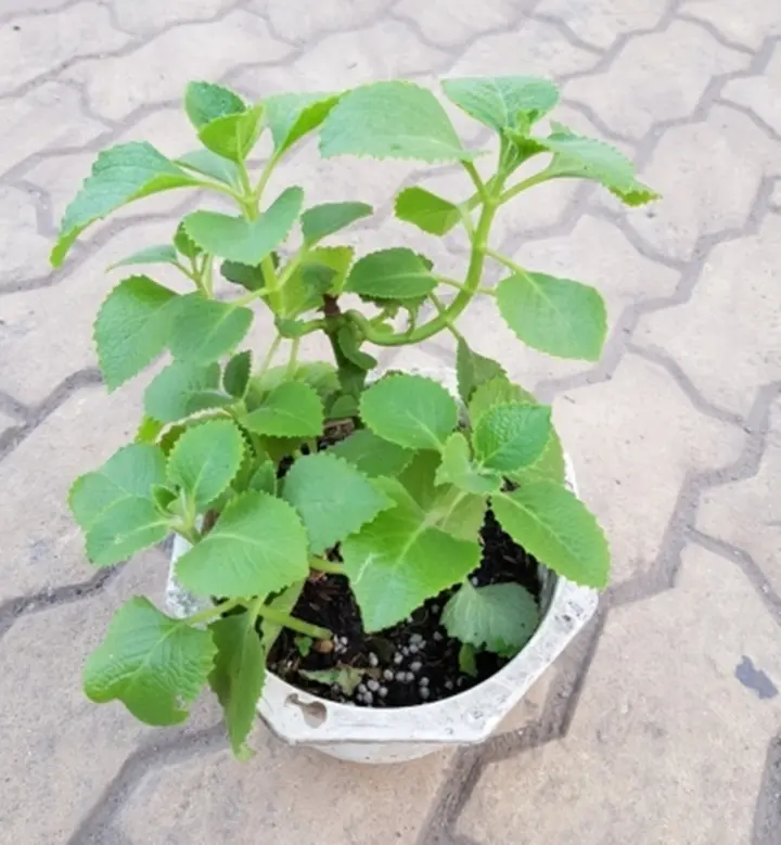 Tin vui cho cho những gia đình đang trồng cây húng chanh