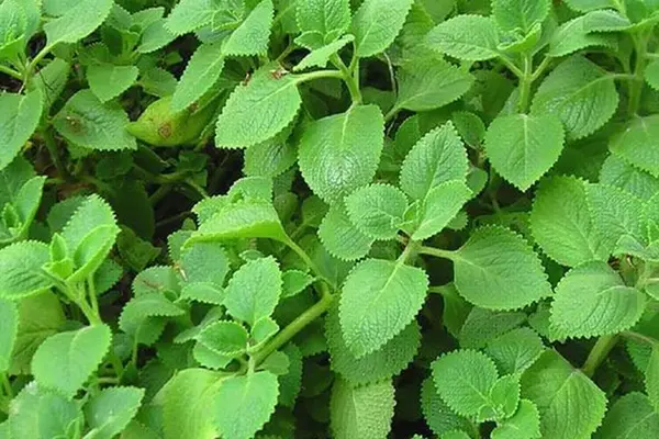 Tin vui cho cho những gia đình đang trồng cây húng chanh