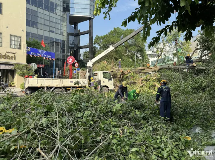 Cây cổ thụ cao 20m đổ chắn đường, trung tâm TP.HCM kẹt xe kéo dài