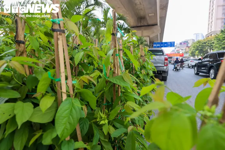 Loạt trụ cầu đường sắt, cầu vượt ở Hà Nội bắt đầu được phủ xanh