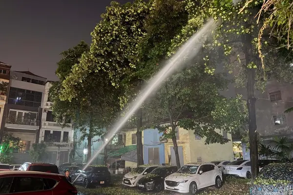 Hà Nội chưa có kế hoạch đánh chuyển, tỉa bớt cây hoa sữa ra khỏi khu dân cư
