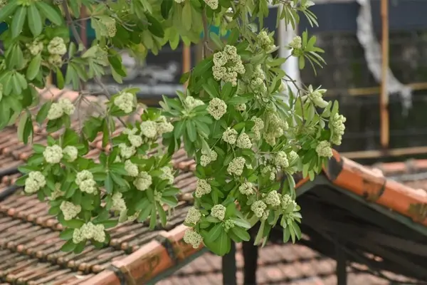 Cắt tỉa hoa sữa ở Hà Nội chỉ là giải pháp tình thế, nên sớm di dời xa khu dân cư