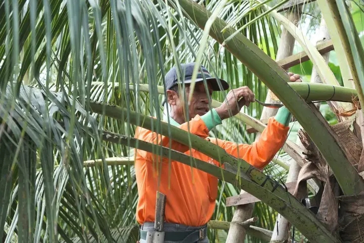 Cô gái Khmer và hành trình biến cây dừa thành sinh kế cho người miền Tây