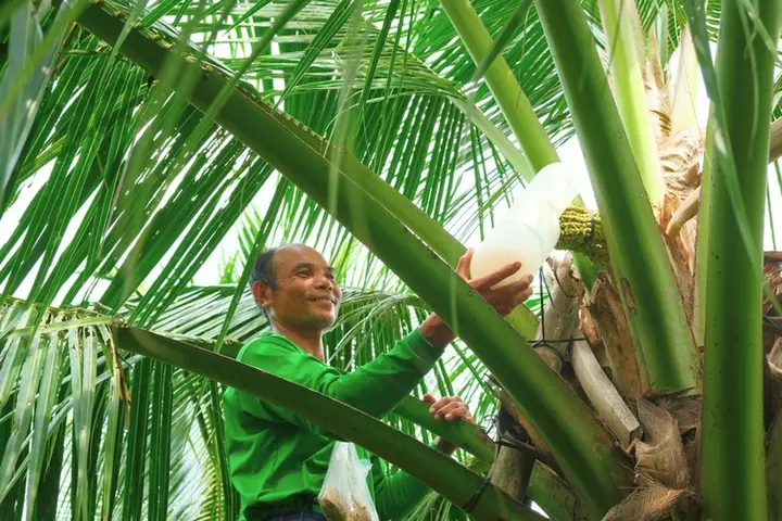 Cô gái Khmer và hành trình biến cây dừa thành sinh kế cho người miền Tây
