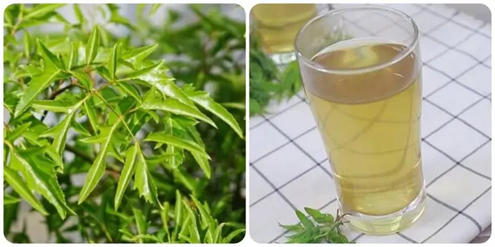 Uống nước lá đinh lăng hàng ngày có tốt không?