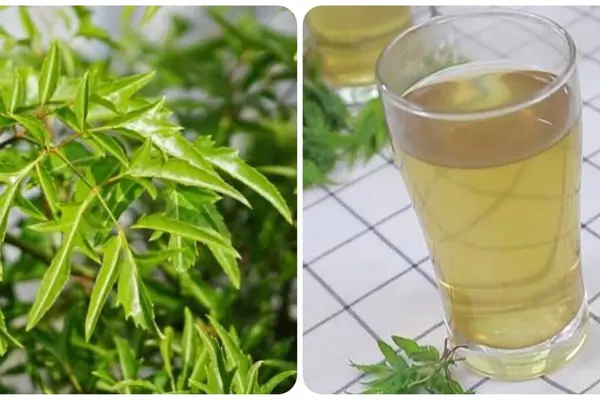 Uống nước lá đinh lăng hàng ngày có tốt không?