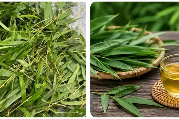Bài thuốc chữa bệnh từ lá tre
