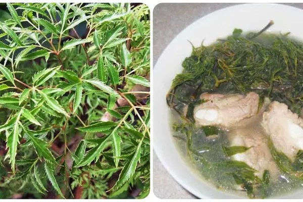 Bài thuốc chữa bệnh từ cây đinh lăng