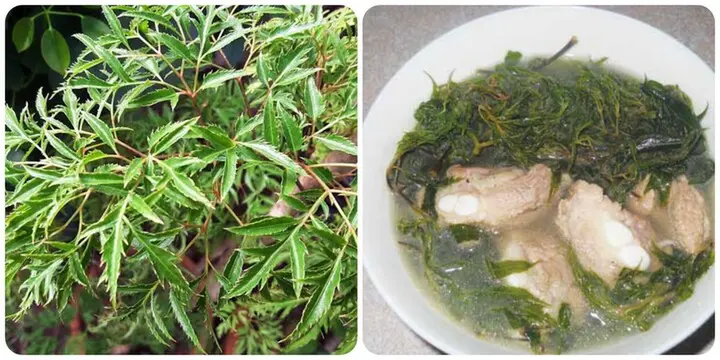 Bài thuốc chữa bệnh từ cây đinh lăng