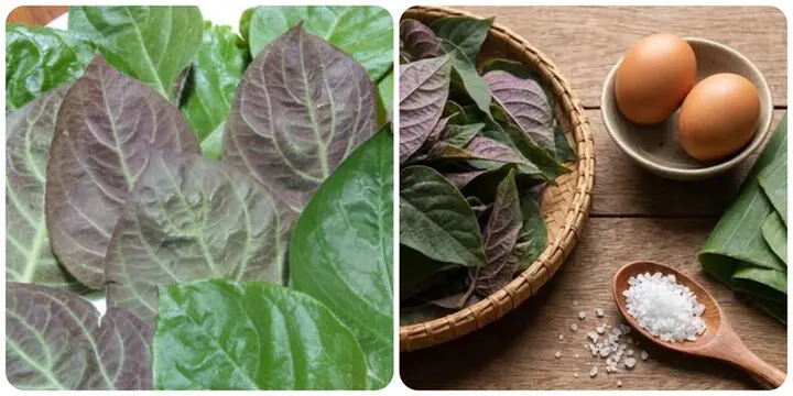 Bài thuốc chữa bệnh từ lá mơ lông