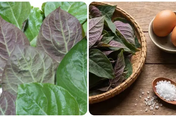 Bài thuốc chữa bệnh từ lá mơ lông