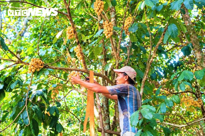 Đặc sản tiến vua vào mùa thu hoạch, nông dân xứ Tiên bỏ túi bạc triệu