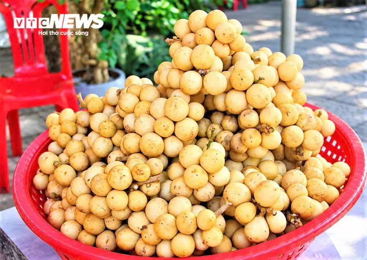 Đặc sản tiến vua vào mùa thu hoạch, nông dân xứ Tiên bỏ túi bạc triệu