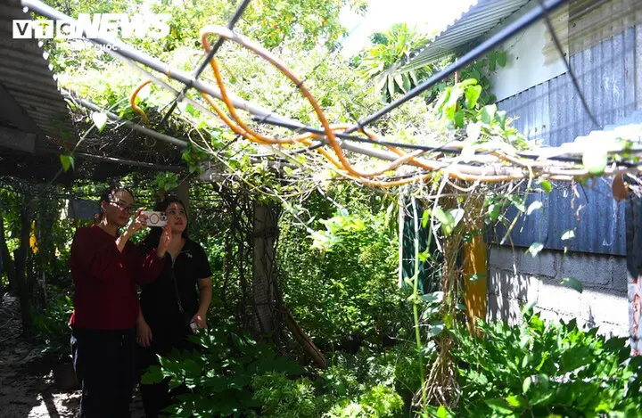 Khu vườn trồng hơn 100 cây thuốc quý tặng người nghèo của cụ ông 81 tuổi