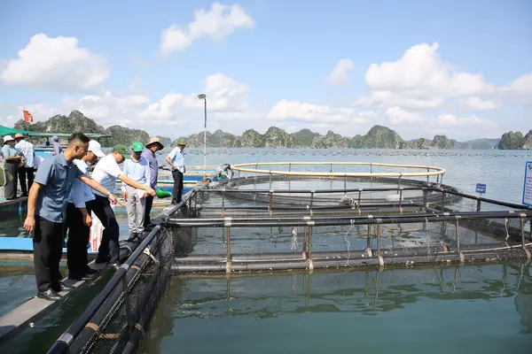 Quảng Ninh: Từ con giống đến đầu ra, cá song được nuôi theo quy trình VietGAP