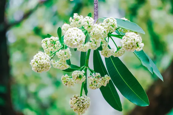 Khách Tây nghĩ sao về hương hoa sữa tại Hà Nội?