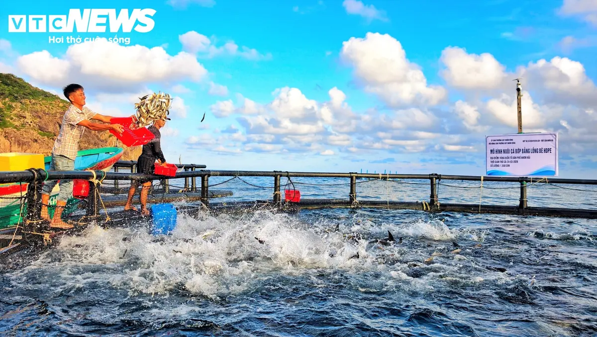 Ngư dân Gia Lai thả lồng HDPE nuôi cá bớp giữa biển, thu trăm triệu đồng mỗi vụ