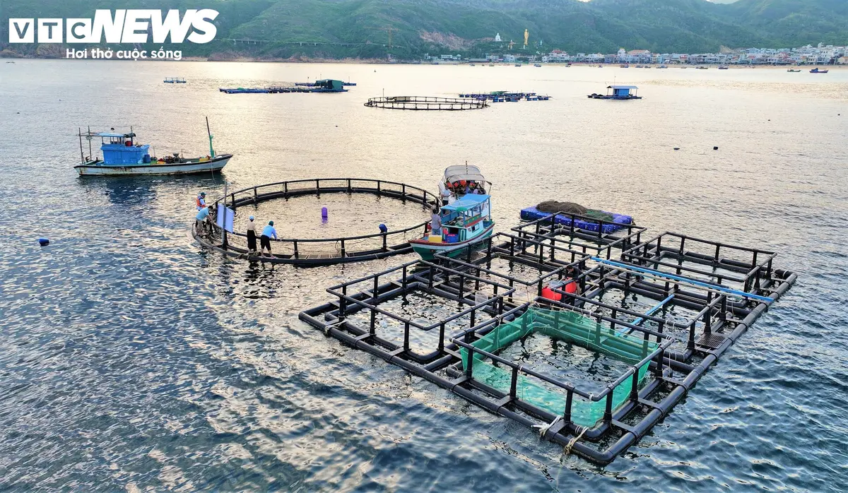 Ngư dân Gia Lai thả lồng HDPE nuôi cá bớp giữa biển, thu trăm triệu đồng mỗi vụ
