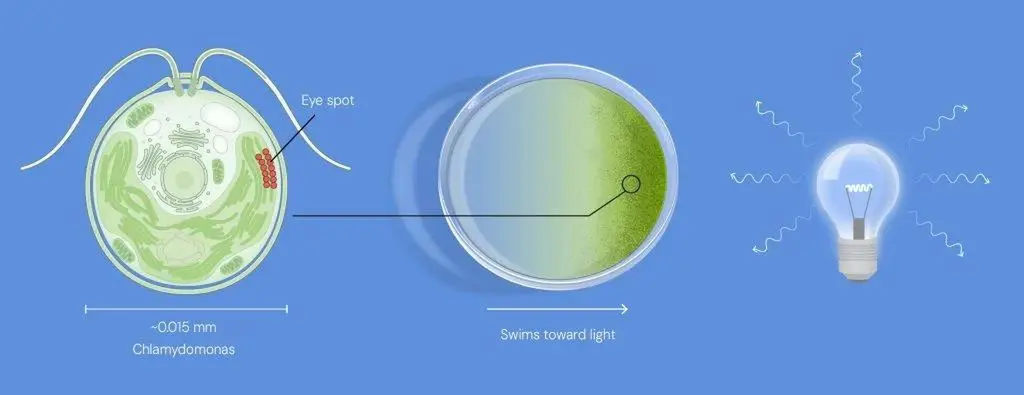 Nghiên cứu về quang học di truyền đoạt giải Nobel Y sinh 2026
