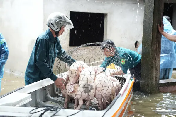 Dân Quảng Ngãi bế lợn 'chạy' lũ, nhiều khu vực phía Nam Đà Nẵng ngập sâu
