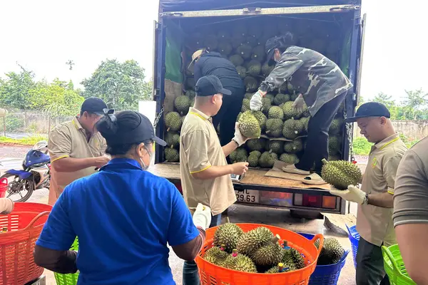 Sầu riêng gần 100.000 đồng/kg, vì sao nhiều nhà vườn vẫn khó hưởng lợi?