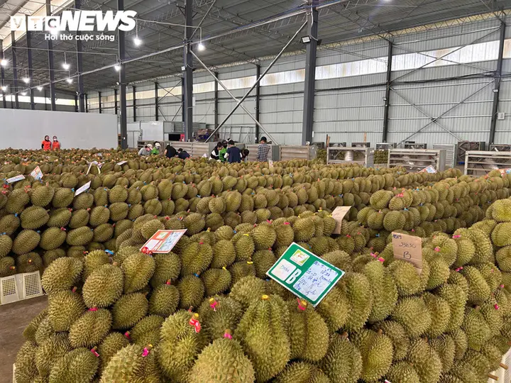 Sầu riêng gần 100.000 đồng/kg, vì sao nhiều nhà vườn vẫn khó hưởng lợi?